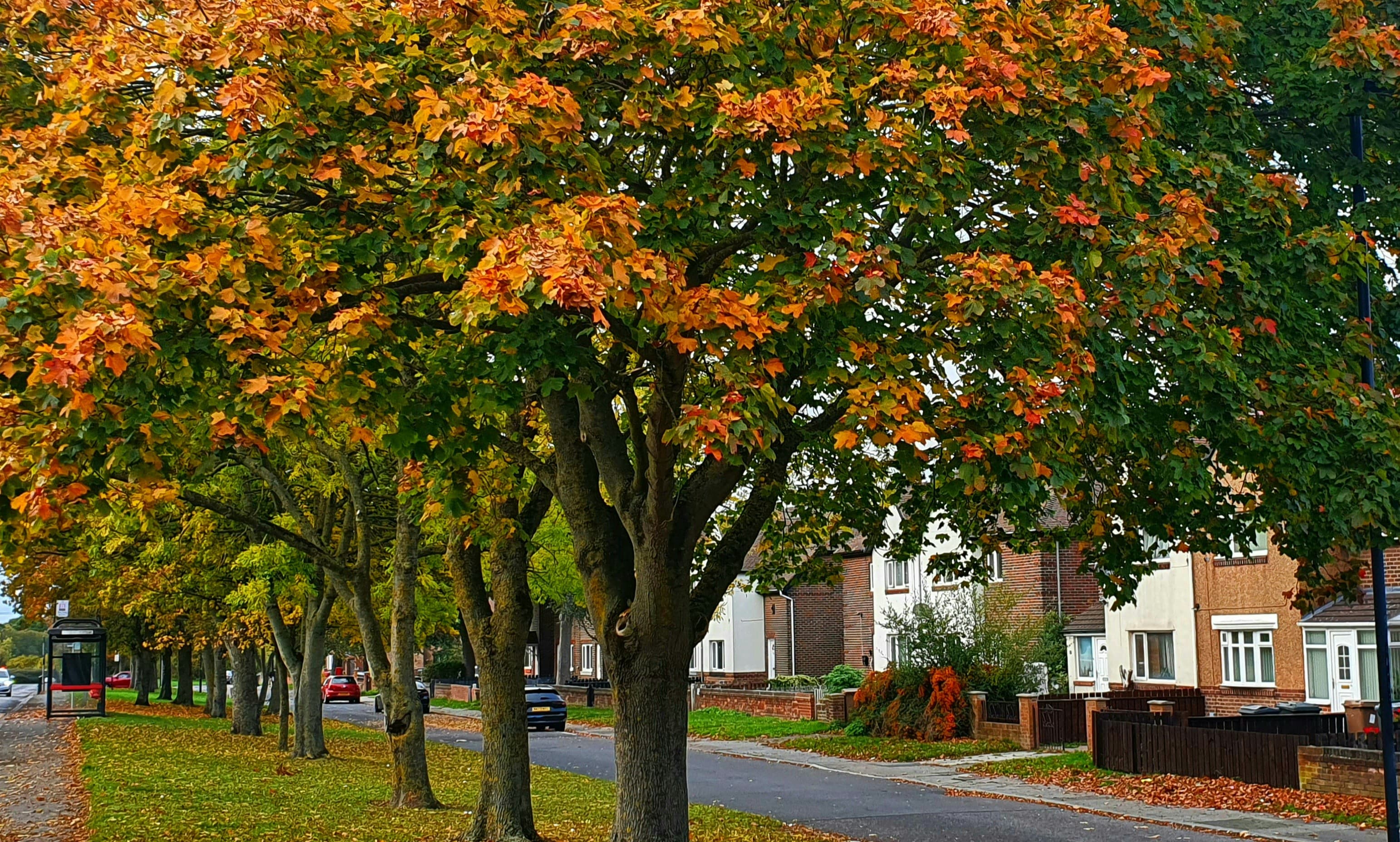 Autumn trees lining a suburban residential street with houses
