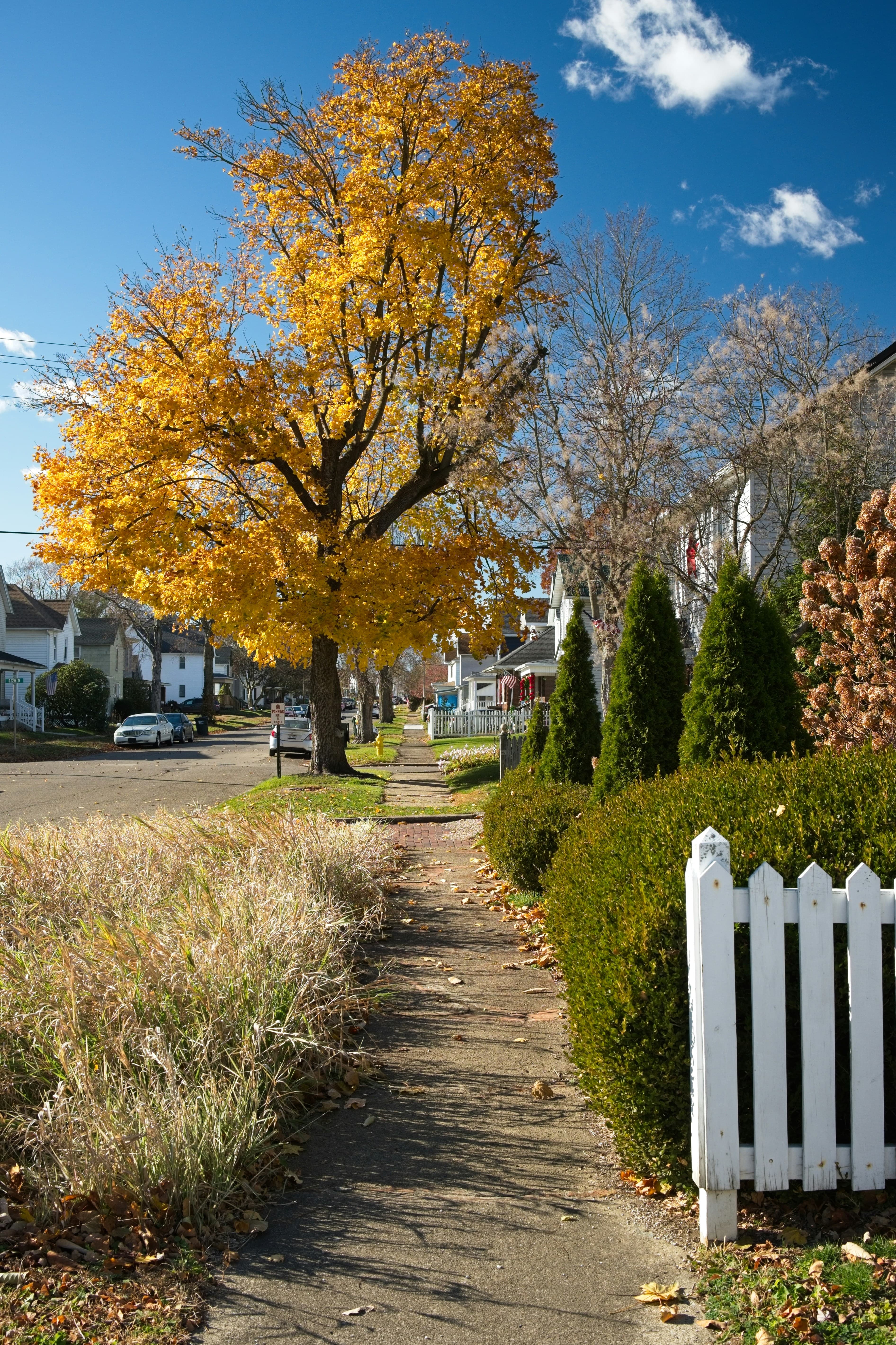 Tree-lined residential sidewalk in an autumn neighborhood
